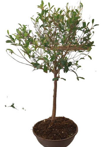 Bonsai Grande 65cm  Vivero/growshop Lasmilcasitasgrow