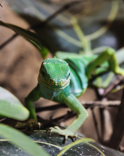 Cuadro 30x45cm Camaleon Reptil Iguana Animal Exotico M8