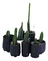 Comprar 6 Cactus Maceta Reciclada Euphor Trigona-defen Energia Negat