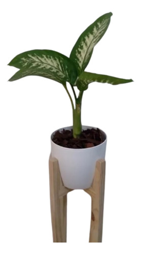 Planta Dieffenbachia + Maceta Premium + Pie Nórdico 