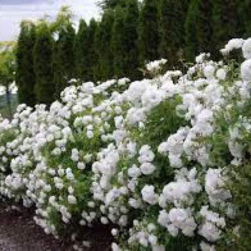 Rosa Iceberg, Korbin 60cm 7lt Hermosas - Huella Jardin