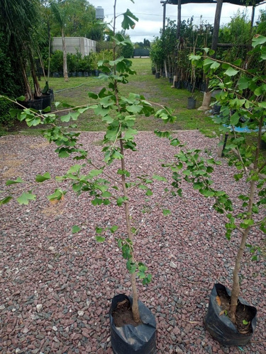 Imagen 5 de 10 de Arbol Ginkgo Biloba Excelente - Viverohabilitado X Senasa