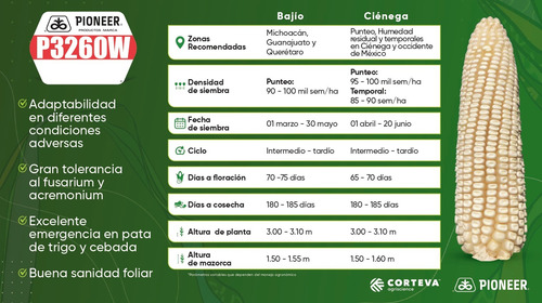 Pioneer P3260w Corteva Semilla Hibrida Maiz