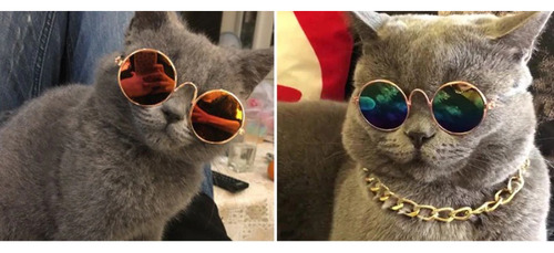 Lentes Gafas De Sol Para Mascotas Gatos Perros Chicos