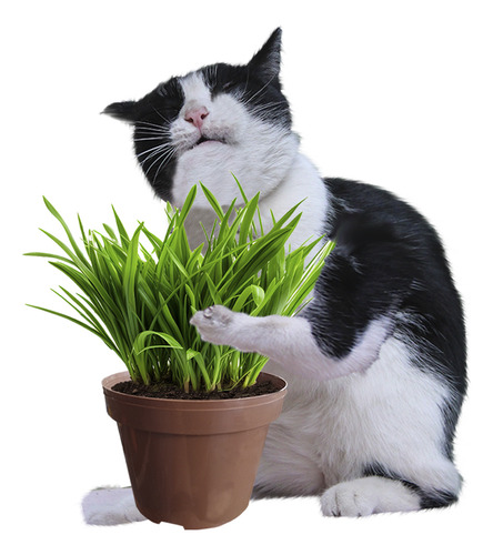 5 Unidades De Pasto Para Gato Trimix: Avena, Cebada, Trigo.
