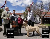 Comprar Cimarrón Uruguayo Para Monta