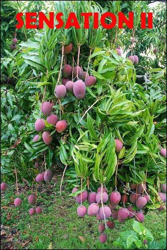 Planta Mango Var. Sensation (injertados) Se Hacen Envíos.