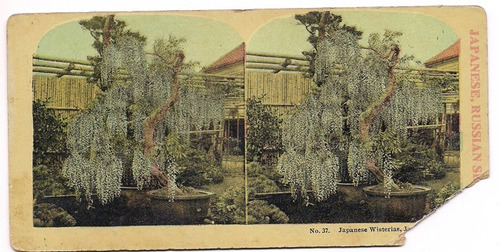 Foto Estereoscopica Stereo Antigua Japanese Wisterias B4