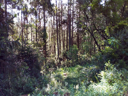 Terreno Em Gramado/rs Com 8,87 Hectares.