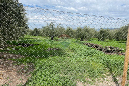 Parcela De Olivos, San Felipe