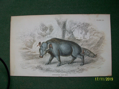 Mamífero  Ethiopian Wart Hog  Grabado De Edimburgo De 1833
