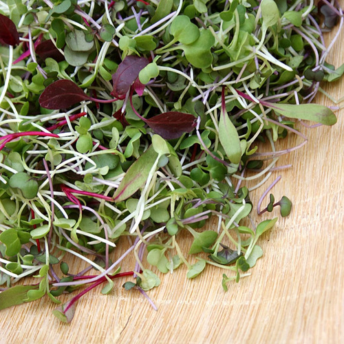 5.000 + Microgreens Seeds- Rojo Ruso Kale