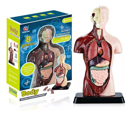 Modelo Corporal Do Torso Humano, Anatomia Anatômica Interna