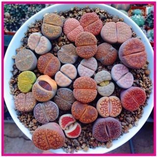 Lithops Pedra Viva Flor Sementes P/ Mudas Cacto Frete Barato