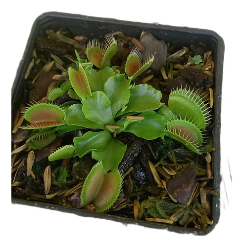 Venus Atrapa Moscas (planta Carnivora)