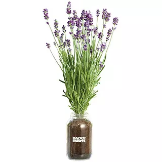 Lavender Organic Windowsill Planter Kit - Grows Year Ro...
