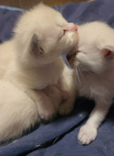 Gatitos Ragdoll, Con Pedrigee Y Registro Nacional E Int. Seal