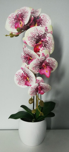 100 Semillas De Orquídea Mariposa 