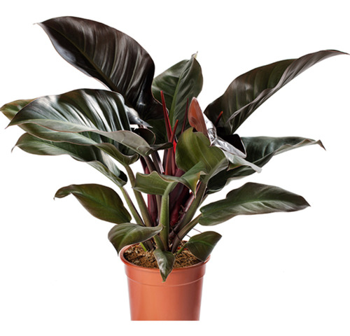 Planta De Philodendron Imperial Red Deco Vintage Tropical 