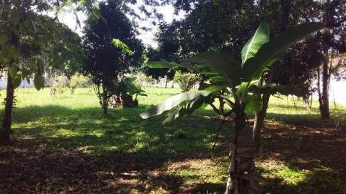 Chácara À Venda Com 4200 M² Terreno Em Itanhaém. 3868