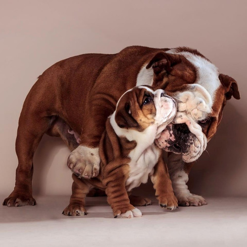Bulldog Ingles- Macho En Servicio De Stud