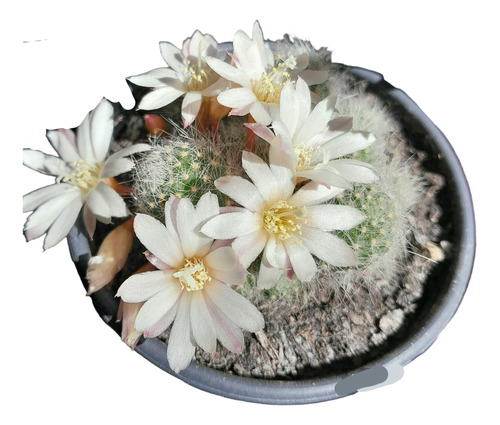 Cactus Rebutia Pulvinosa. Hacemos Envíos