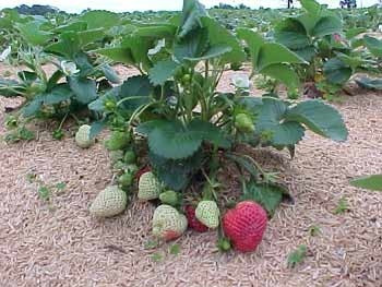 Imagem 9 de 10 de Kit Com 3 Mudas De Morango Frutos Doces!