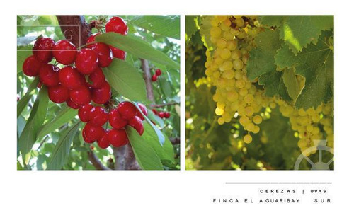 Campo - Finca Productiva De Primer Nivel, Mendoza, 80 Hectareas