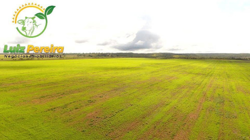 Imagem 8 de 15 de Fazenda À Venda Em Aparecida Do Rio Negro - To -1331 Hec (agricultura) - 1925