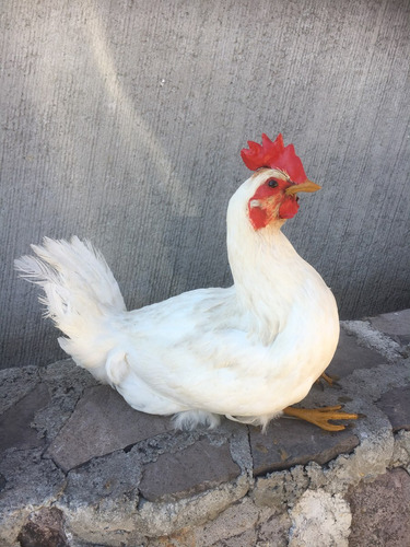 Animales Disecados 100 % Artificiales Gallina