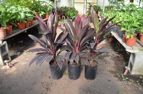 Palmera Dracena Rubra De Interiores. En Envase De 10 Litros