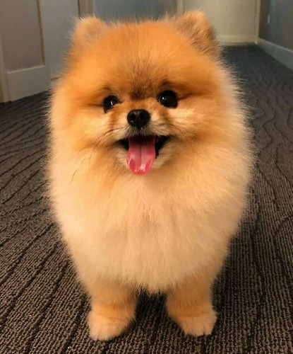 Pomerania 43 Beige