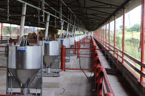 Comedero De Acero Inoxidable Para Cerdo En Engorda 10 Bocas