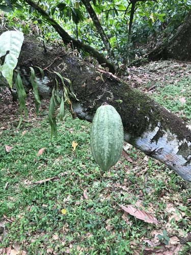 Te Vendo Excelente Finca En Don Juan Monte Plata
