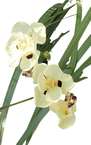 Dietes Bicolor - Pack De 10 - Canteros - Ornamental