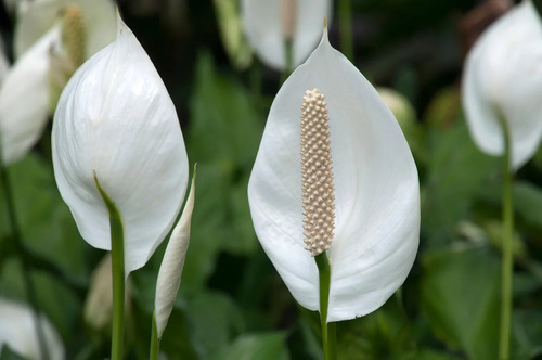 Planta Anturio Blanco + Sorpresa