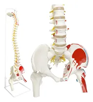 Comprar Modelo De Columna Vertebral Para Anatomía, Arterias, Columna