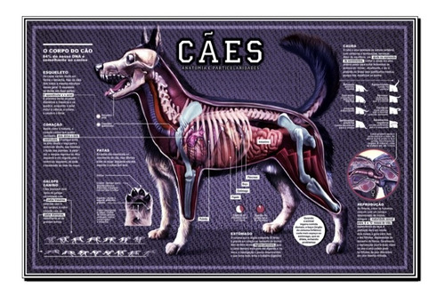 Mapa Cães 30x45cm Pet Anatomia Veterinário Poster Estudo