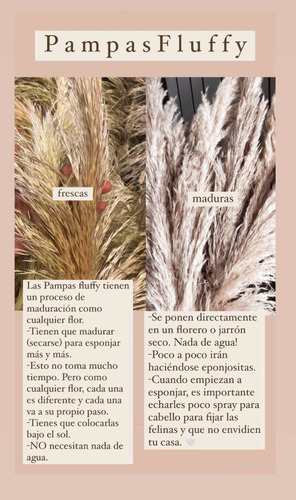 Imagen 4 de 4 de Pampas Secas Decoracion 10 Pz Ultra Flufy Temporada Limitada