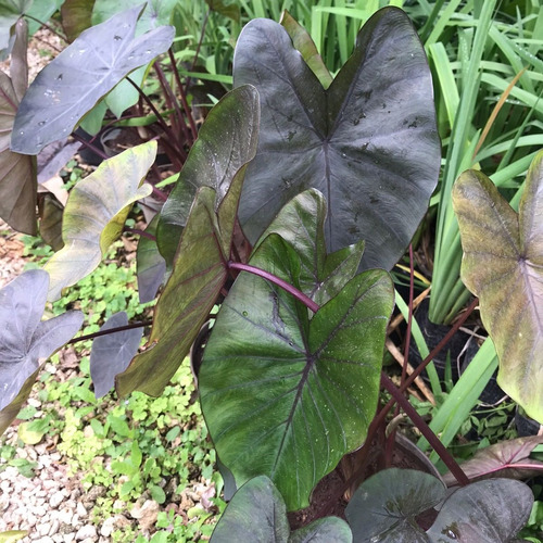 Taro Black Coral  (colocasia Sp.)