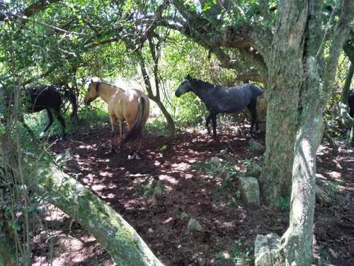 Campo De 204 Has En Treinta Y Tres. Ideal Para Cría De Ganado!