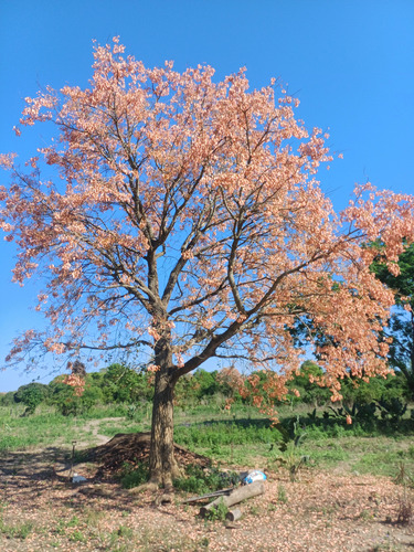 Planta De Ceibo Rosado (erythrina Dominguezii) En 15 Lt.