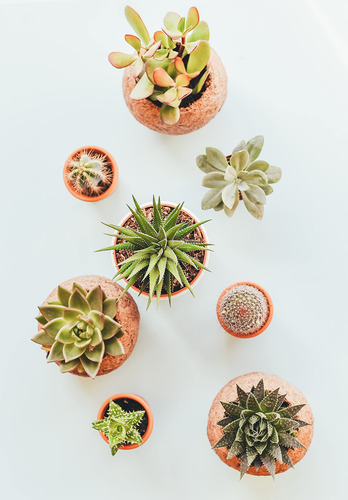Mezcla De Tierra Para Bonsai 20qts