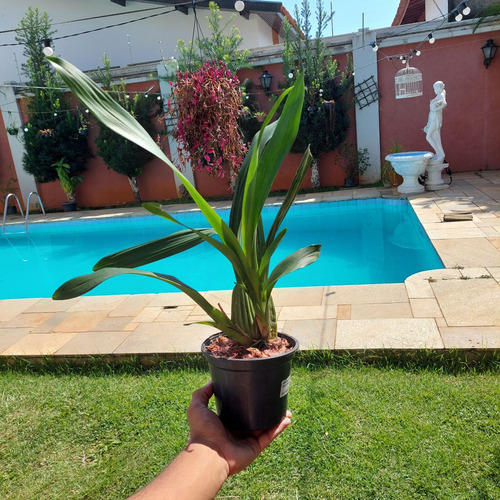 Orquídea Cheiro Chocolate Oncidium Sharry Baby Planta Adulta