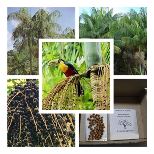 50 Sementes Palmeira Jussara, Palmiteiro - Rara Nativa