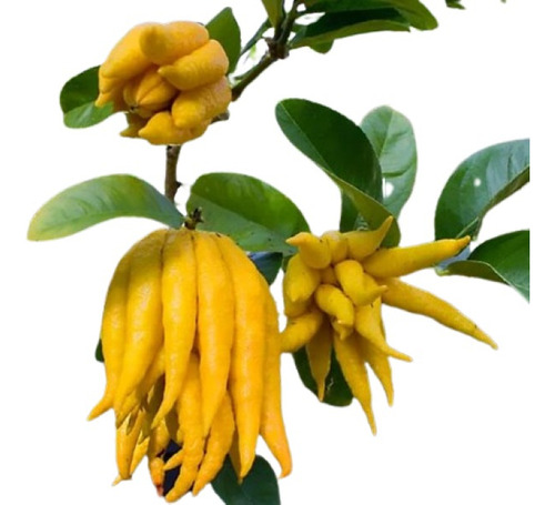 Limon Mano De Buda , Mano De Chango ( Árbol ) 1.20 M