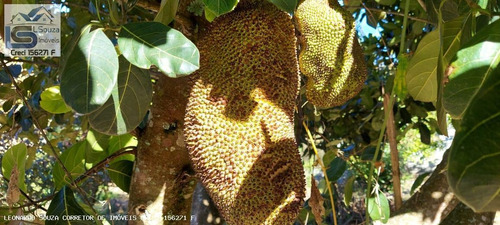 Imagem 4 de 15 de Chácara Para Venda Em Pedra Bela, Zona Rural, 2 Dormitórios, 2 Banheiros - 1186_2-1223648