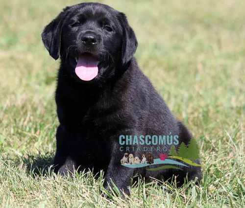 Labrador Negro Porte Superior Pureza Criadero Chascomús