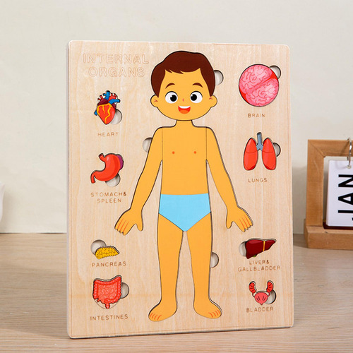 Puzzles Montessori: Cuerpo Humano, Órgano Extraíble
