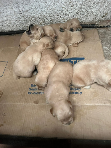 Cachorros Golden Retriever Excelente Genetica